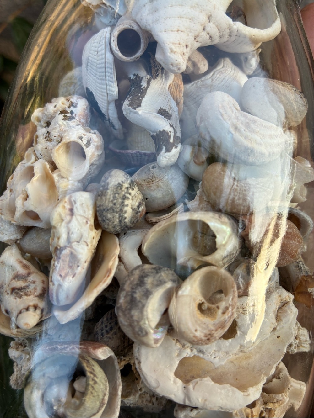 Seashell collection in a glass jar #seashells #coastal #nautical